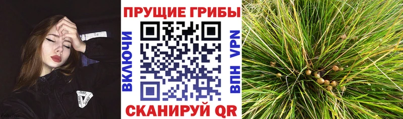Купить  Новая Усмань  Галлюциногенные грибы прущие грибы 